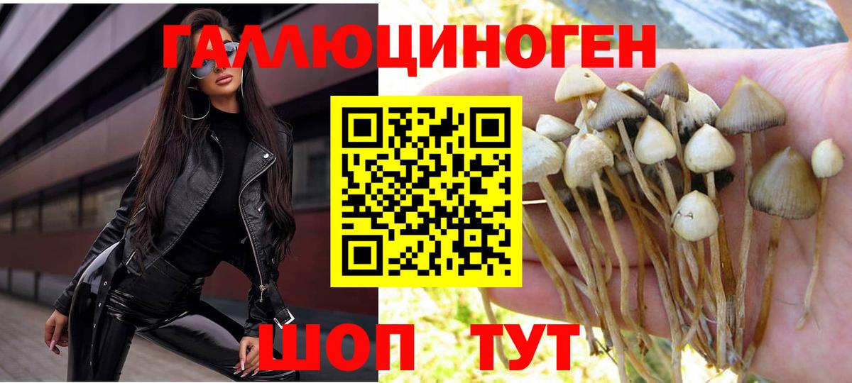 Псилоцибиновые грибы Psilocybine cubensis  наркотики  Тара  Псилоцибиновые грибы мицелий  Вход с VPN 